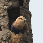 Coracias cyanogaster, Blue-bellied Roller, Blauwbuikscharrelaar