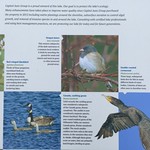 Capitol Lake (Subaru) signs about birds and migration.