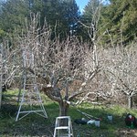 Winter Fruit Tree Pruning