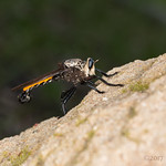 Robber Fly