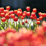 winter tulips in order.