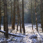 Winter forest