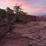 Pink at Dead Horse Point