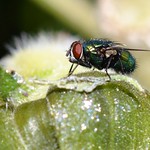 Calliphora vomitoria