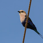Blue-bellied roller (Coracias cyanogaster), Kotu, The Gambia