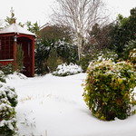 My garden in Winter