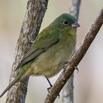 Female Painted Bunting