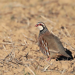 Perdiz-comum (Alectoris rufa)