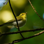 Happy New Year - Wood Warbler (Phylloscopus sibilatrix)