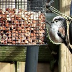 Long-Tailed Tit "OK where do I start!!"