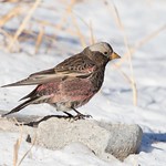 Black rosy finch (Leucosticte atrata)