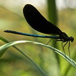 ebony jewelwing (Calopteryx maculata), male