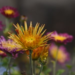 The earth laughs in flowers