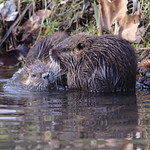 Young coypus playing