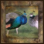 meet the Peafowls . . .