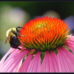 IMG_0589 Beeutiful View 7-10-17