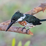 Amazon Kingfisher (Chloroceryle amazona)