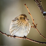Pine Siskin all Fluffed Up