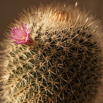 flowering cactus :)