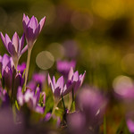 Crocus Focus and a little Hocus Pocus