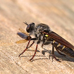 Peque&ntilde;a mosca asesina con peque&ntilde;&iacute;sima presa - Small robber fly with tiny prey