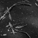 Debris on the Parking Lot Mono