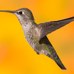 Anna's Hummingbird