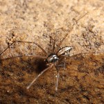 Linyphiidae
