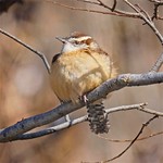 Carolina Wren in sub zero temp,