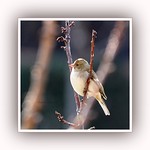 Dalla finestra - From the window