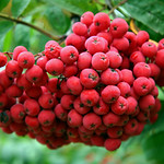 Brushes of ripe ashberries. Sorbus red aucuparia in autumn.