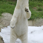 Sometimes a girl just has to dance