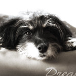 Kimba our sweetheart