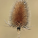 Winter Thistle