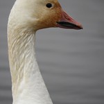 022218sacto_hummer 025