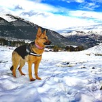 Watching...🐶⛷️