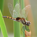 Marl pennant (Macrodiplax balteata) - Sanibel Island, Florida