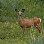 Mule Deer DSC_5875