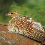 Grey Francolin