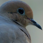 Dove