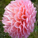 Dahlia and raindrops