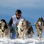 Sled dog race