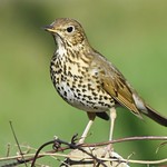Song Thrush