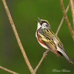 Chestnut-sided Warbler Singing