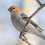 Pine Grosbeak, female