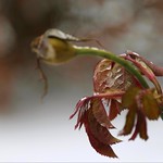 Icy Spring of a faded Rose