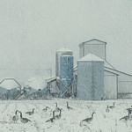 A Moot Had Been Called