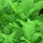 Foug&egrave;res / Fern