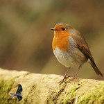 Robin Robin