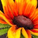 The last remnants of summer